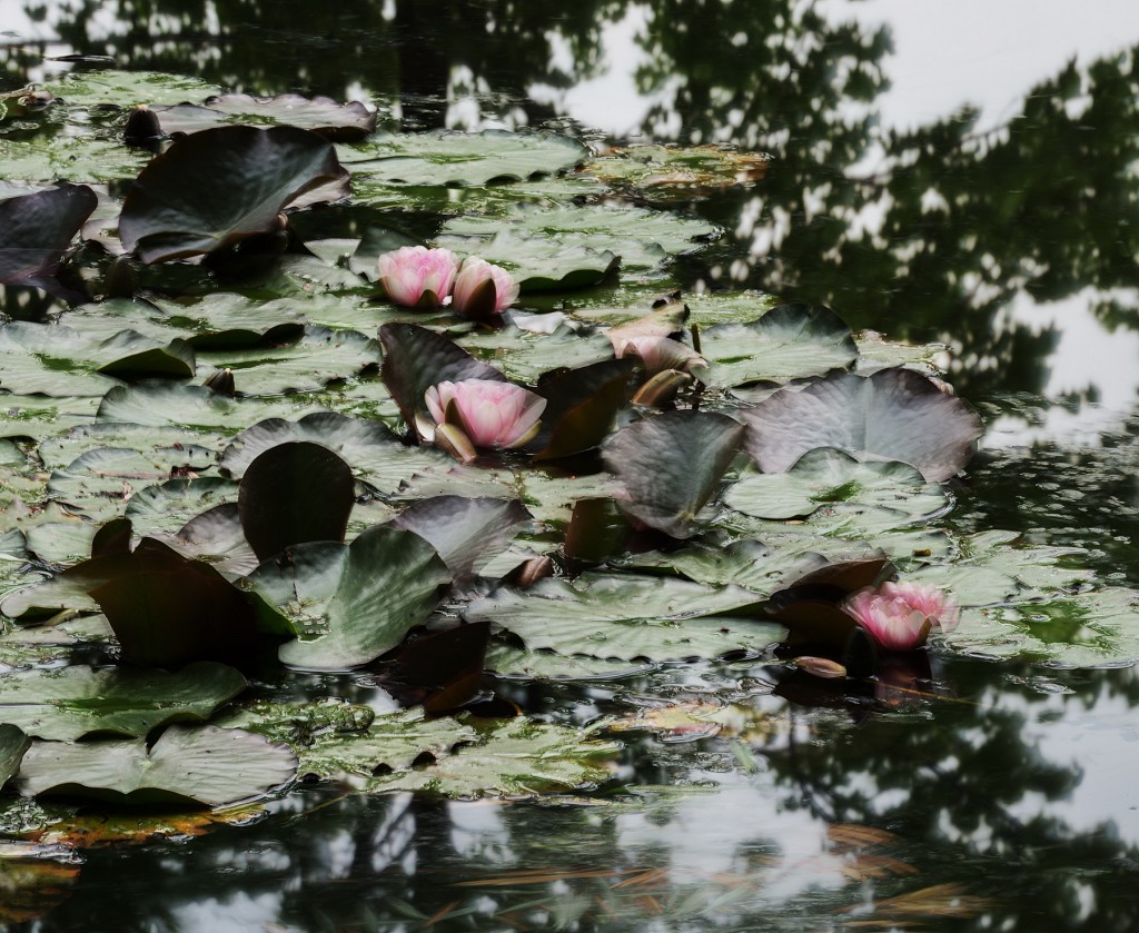 Michael Wesely, Giverny (18.07 - 19.49 Uhr, 26.6.2014)
