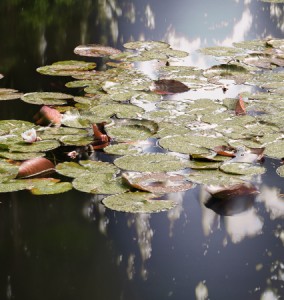 Michael Wesely, Waterlilies II