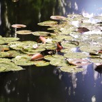 Giverny (16.17 - 17.21 Uhr, 23.6.2014)