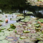 Giverny (8.55 - 21.00 Uhr, 24.6.2014)